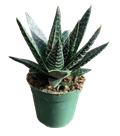 Wolfgang Gasteria